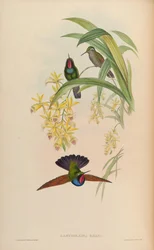 Lamprolaima rhami